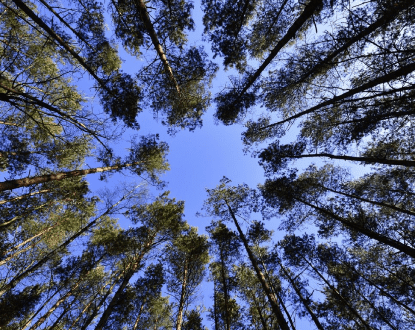 FORESTRY SERVICE
